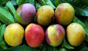 Mangos
