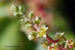 Inflorescencia de la planta de mango