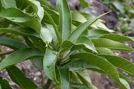 Hojas de la planta de mango