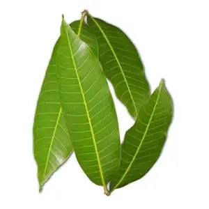 Hojas de la planta de mango