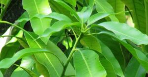 Hojas de la planta de mango
