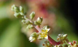 Inflorescencia del mango