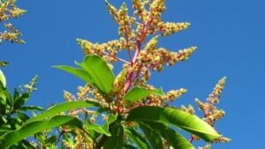 Inflorescencia de la planta de mango