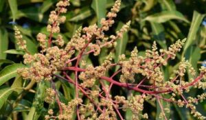 Inflorescencia de la planta de mango