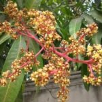 Inflorescencia de la planta de mango