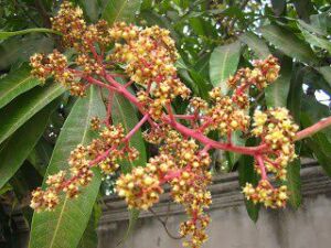 Inflorescencia de la planta de mango