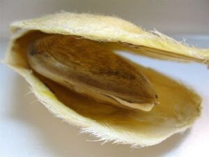 Semilla del mango