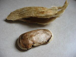 Semilla del mango