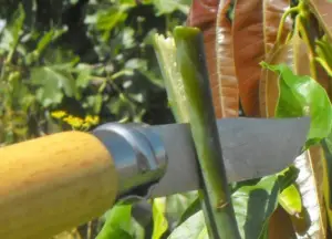 Injertación del mango