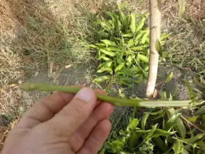 Injertación del mango