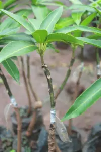 Injertación del mango