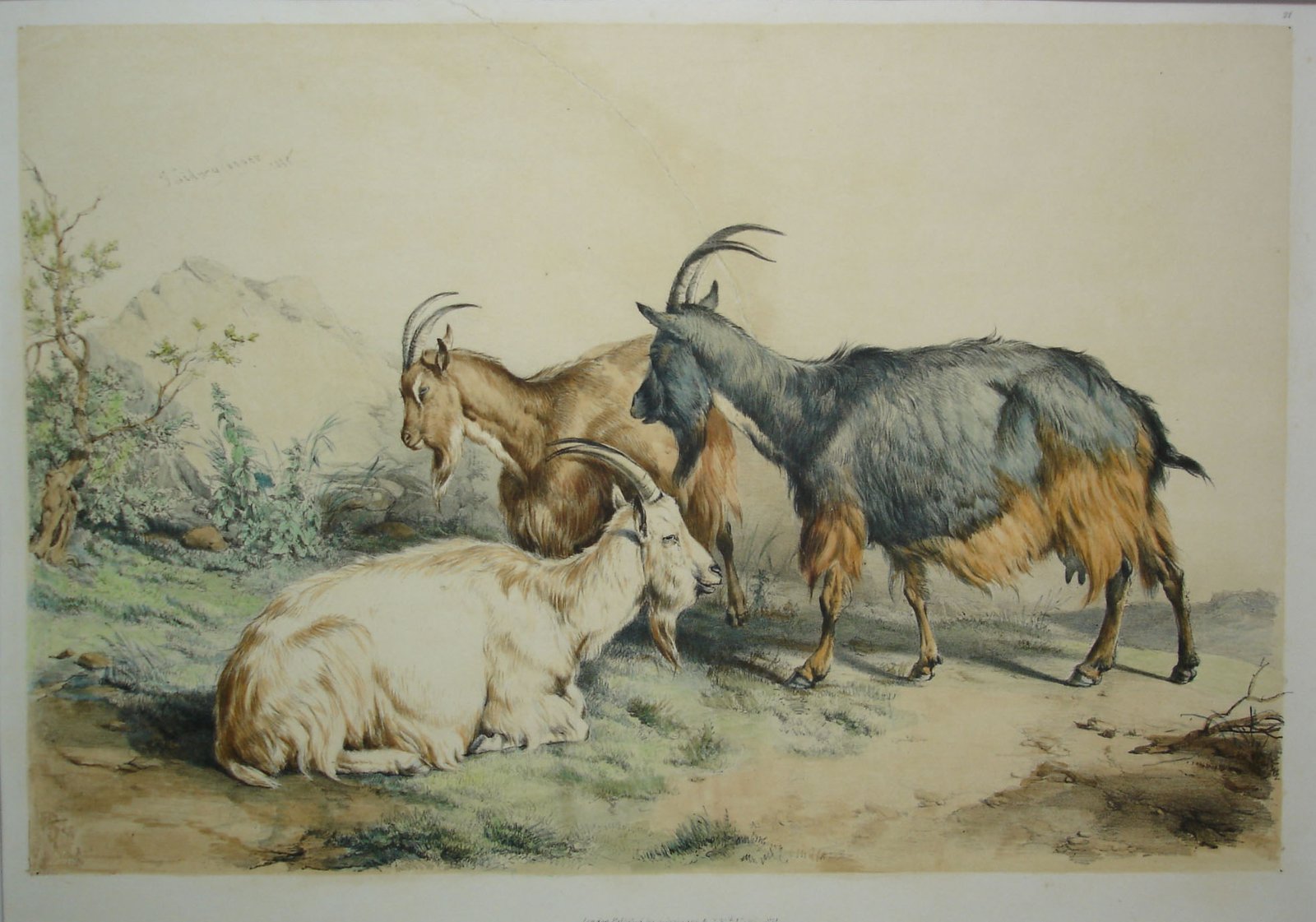 Cabras - Tres cabras en el campo