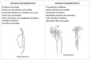 Germinación del mango