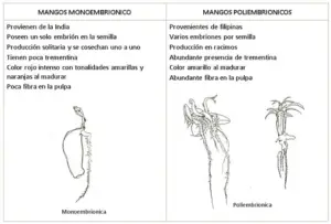 Germinación del mango