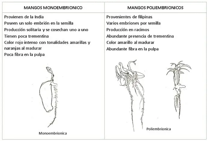 Cultivo de mango -Tipos de mango según el número de embriones