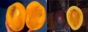 Enfermedades del fruto de mango