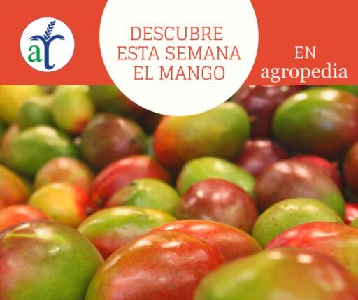 Cultivo de mango - Muchos frutos de mangos