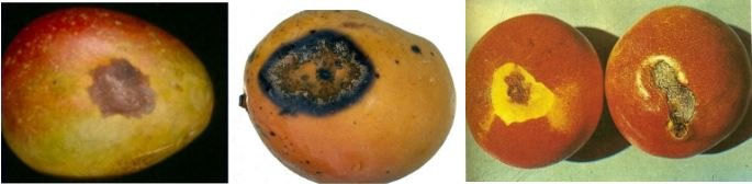 Fotos de mangos con bacteriosis