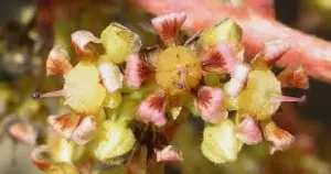 Flores del mango