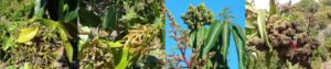 Inflorescencia del mango