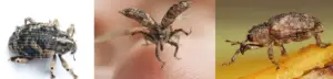 Coleóptero plaga del mango