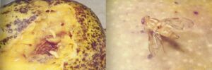 Mosca de la fruta del mango