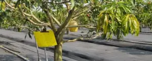 Control de plagas en mango