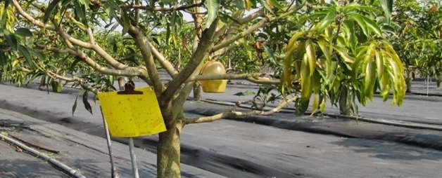 Cultivo de mango - Trampas para el control de la mosca de la fruta en mango
