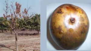 Enfermedades del mango
