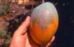 Enfermedades del mango