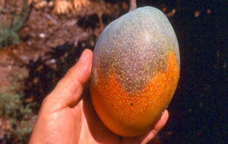 Mano con mango con concha con color irregular de madurez