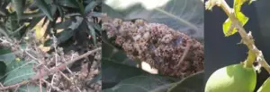 Enfermedades del mango
