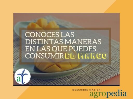 Cultivo de mango - Mango en trozos