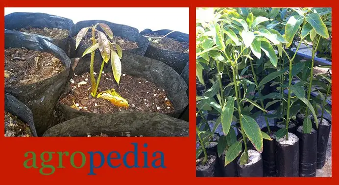 Cultivo de mango - Patrones de mango