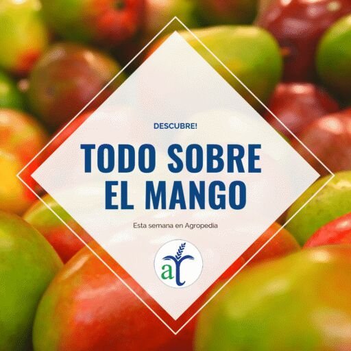 Cultivo de mango - Todo sobre el mango