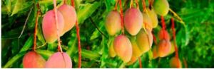 Mangos colgando