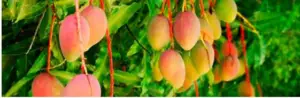 Mangos colgando