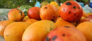 Mangos