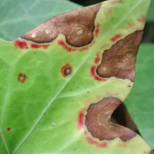 Cultivo de mango - Antracnosis en hojas de mango