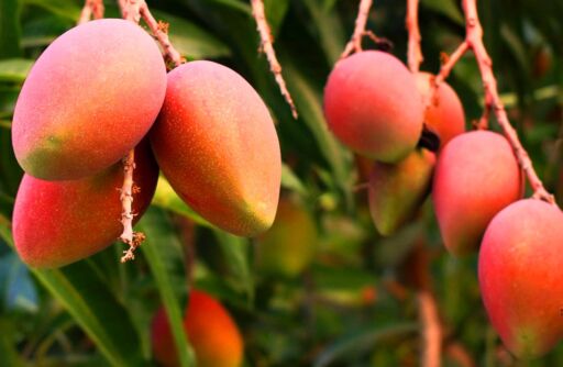Cultivo de mango: importancia, requerimientos y ventajas