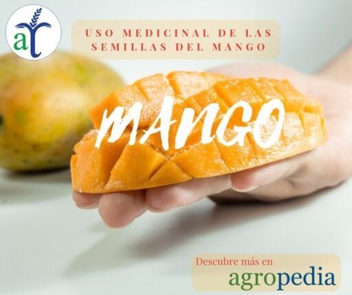 Cultivo de mango - Trozo de mango