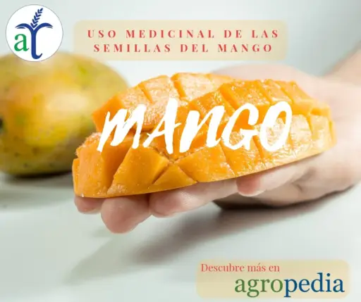 Cultivo de mango - Trozo de mango