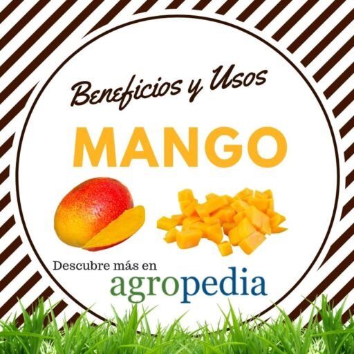 Cultivo de mango - Beneficios del mango