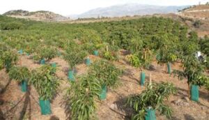 Cultivo de mango