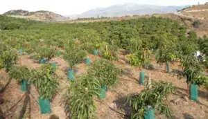 Cultivo de mango