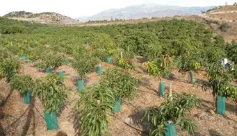 Cultivo de mango