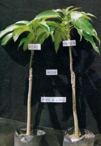 Plántulas de mango injertadas
