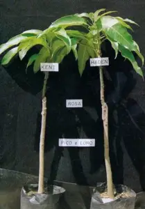 Plántulas de mango injertadas