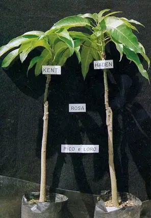 Cultivo de mango - Dos plántulas de mango  con doble injertos