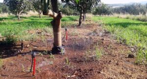 Riego en el cultivo de mango
